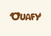 Ouafy - Accueil